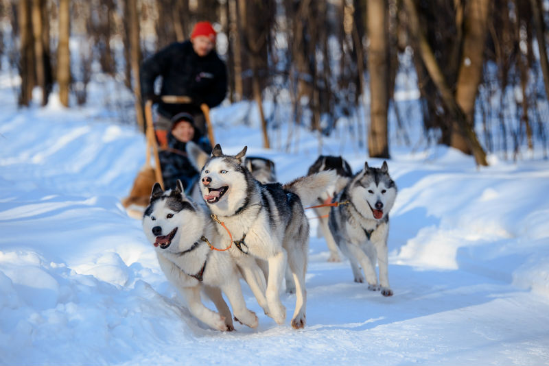 Ever dream of asking your dog, “Who’s a good Olympic gold medalist, huh? Who’s a good Olympic gold medalist? Yes, you are!” Dog sled racing is one of the paths that can turn this dream into a reality. In fact, this sport has found its way into the Winter Olympics as a demonstration sport on three occasions (most recently during the 1994 games in Lillehammer, Norway), but there don’t seem to be very many people who are hankering for it to receive official event status.