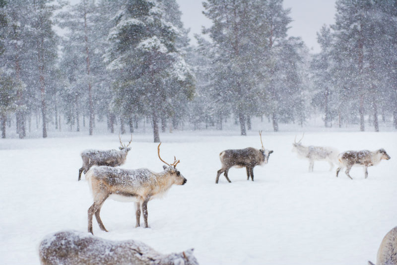When it comes to winter wonderlands, it is difficult to think of a place that encompasses this idea more than Lapland. This place located in northern Finland might as well have come from the pages of a children’s fairytale. When you take in the vast amounts of snow, the enchanting buildings and the forests totally covered in white, it almost makes you feel like it was created on a fake Hollywood set. Just wait until evening though. That’s when the Northern Lights appear and create magic in the sky.