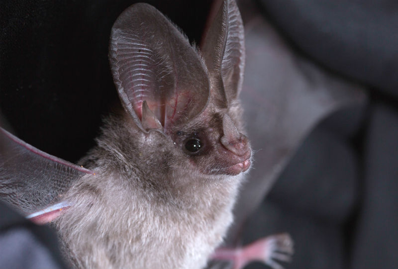 Naturally, a beast that can’t see too well (which by the way, is a myth but I needed a segue) must have one or more of its senses heightened. California leaf-nose bat’s hearing would put to shame even the most advanced human technology! Out of all the bat species in the world, these guys have the biggest ears, which they use to hunt bugs in the dark. You know, echolocation.