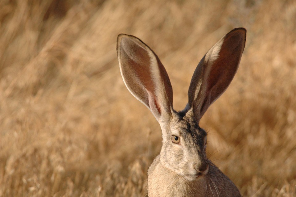 You’ve all seen rabbits either in the wild or on TV, so you know their most distinctive feature is a pair of long ears. But not all rabbits are created equally. The black-tailed jackrabbit, which you can find in the western United States and Mexico. These big ears are useful for locating the potential danger.
