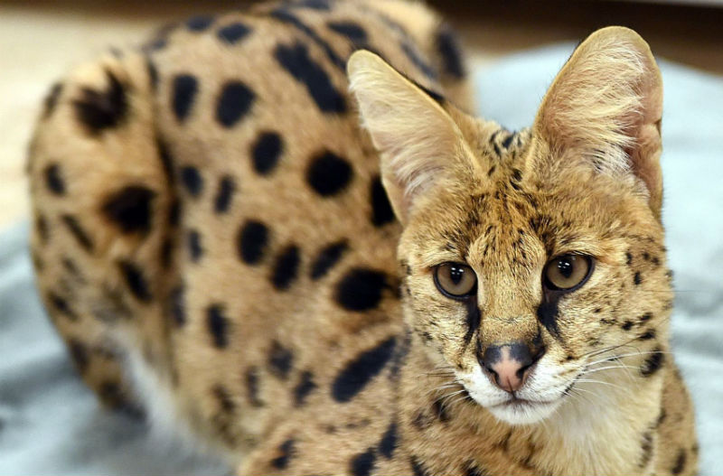 Who’s a cute kitty? This African serval is the cutest feline I’ve ever seen! And look at those humongous ears… d’awww! 10/10 would get scratched to death just to cuddle this beast.