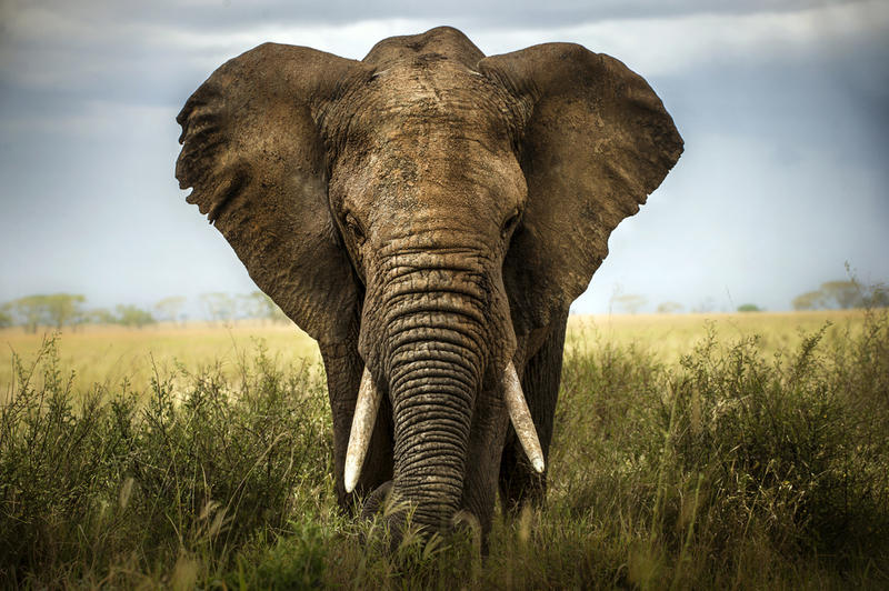 Pretty obvious that the African Bush elephant is on this list. Big flat ears, weighs a ton, got a handy-dandy trunk. It’s an elephant, people, what did you expect? But did you know that elephants flap them back and forth, creating air currents, to get some chill? Neat!