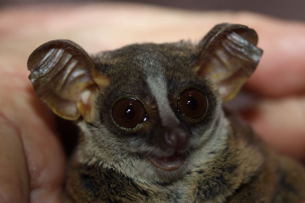Can you believe people call these adorable squirrel-looking primates Bush Babies? Big eyes and ears, fluffy fur… they’re basically like cats! Only their cry in the middle of the night sounds like a human baby is being eaten alive. That and the eyes shining in the night was enough for the African kids to mistake the Galago for demons.