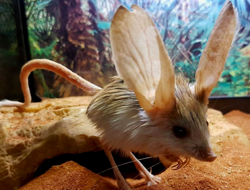 These little rodents from Mongolia and Western China have extremely oversized ears, hence their name – long-eared jerboa. Usually their ears are 30% longer than their heads, which is quite a feat.