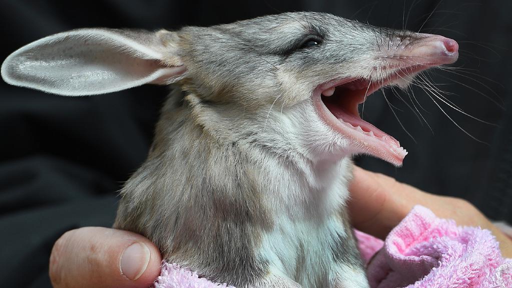 Judging by their name, Rabbit Bandicoots aka Bilby are from Australia. And hey, look at that, they are. Possibly one of the few creatures on that won’t kill you in the good old ‘Straya. The sad part is that these fluff balls are currently one of the endangered species, but people are trying to correct this grave injustice.