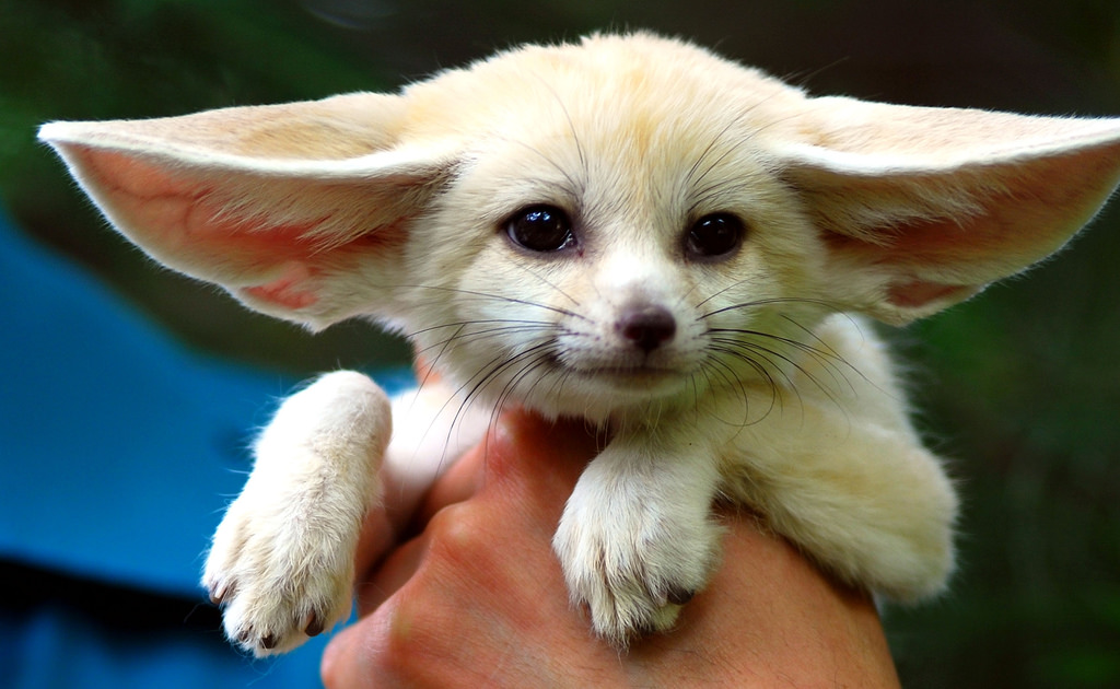Saved the best for last! Fennec fox is without a doubt the most lovable, huggable critter on this planet! And its large ears are the most adorable out of all the competitors. I can’t believe fennecs can hear their prey moving even underground! Their beauty became their biggest weakness. People are selling them as pets on the black market, and as much as I’d love to have one, poaching these lovelies should be punishable by death. Not the most popular opinion, but what can you do.