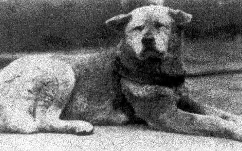 Hachiko was a living legend. This Japanese Akita dog kept waiting for his master for over NINE years, every day at the same spot, not knowing his owner Hidesaburō Ueno died in an accident years ago.