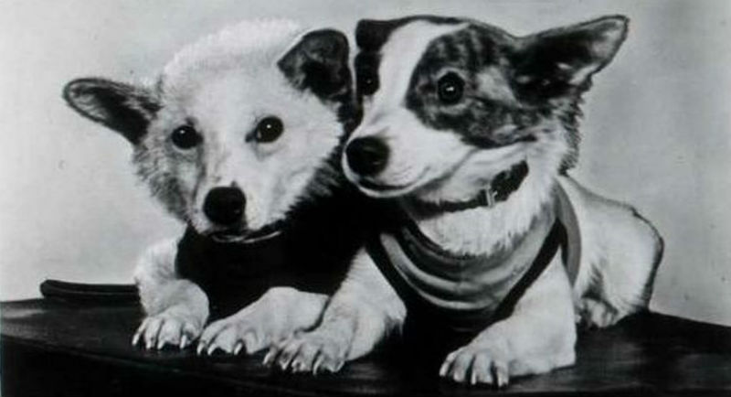 You know why we haven’t had a Disney movie about dogs going to space? Because the Russians did it first and they have all the bragging rights. This happened sometime in the 1950s and 1960s when the Reds sent over 50 dogs to Earth’s orbit. Most survived, with Belka and Strelka being the pioneers.