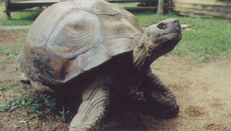 It is said that Darwin picked up wee little Harriet in 1835, while visiting Galapagos. She’s lived a long and happy life in Australia until June of 2006, when she was approximately 175 years old.