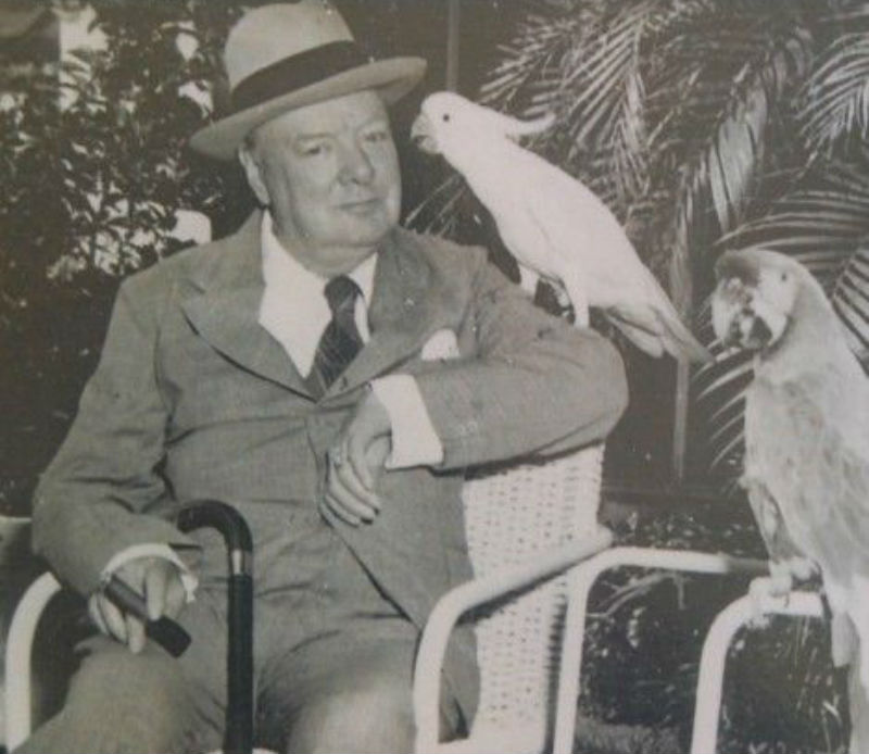 This little feathery bandit named Charlie was a real hoot! Can you believe that this blue-and-yellow macaw Churchill used to call “the Curser” lived up to be 105 years old? If stories are real, Churchill taught her to shout curses at the Nazi leader Adolf Hitler. What a fun couple!