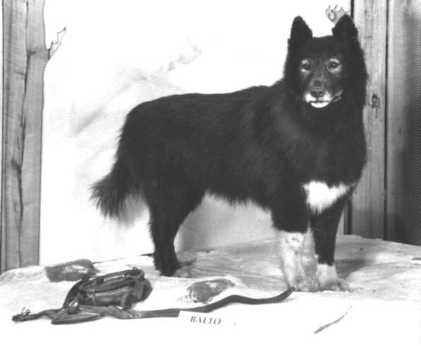 Balto’s loyalty and bravery literally saved hundreds of lives in 1925. This good boy lead a sled with diphtheria antitoxin serum from Anchorage to Nome. One of the most heroic dogs to ever bard at the moon.