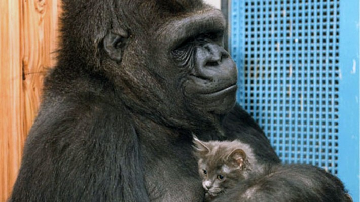 Hanabiko or “Koko” for short was the first gorilla to have learned a substantial number of hand signs from a modified version of American Sign Language (ASL). Her true fame, however, came after she adopted a kitten and even gave it a name.