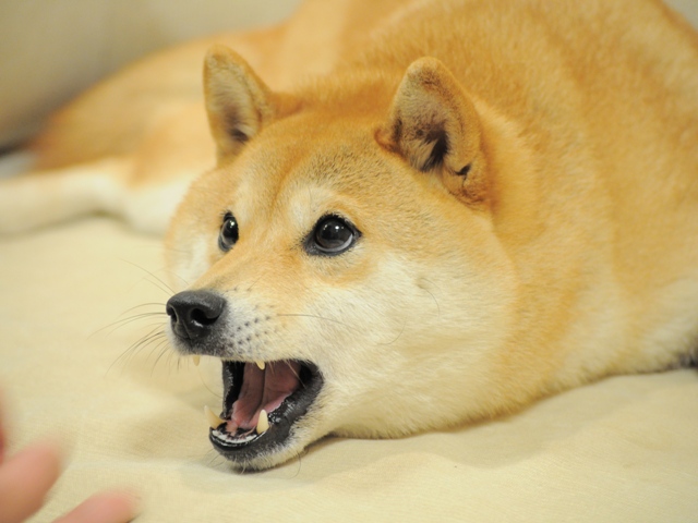 Do you recognize this cute boy? It’s the original “doge”, which in turn inspired Dogecoin and like a bajillion memes. I don’t know about you but if I wrote the history books, I’d definitely include this fluffy doge into a few sections.