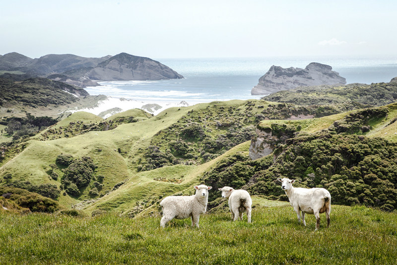 It probably doesn’t come as a surprise that New Zealand makes the list, especially when the sheep population outnumbers the country’s human inhabitants. Crime is low, their military rarely gets involved in conflicts, and most of all any country that gave birth to Flight of the Conchords is alright with me!