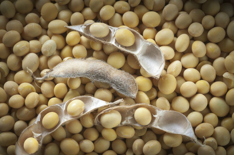 Soybeans, huh? I guess the vegetarians have contributed to the popularity of this protein-rich and easy to produce bean, but even without the global anti-meat agenda, soy is still being used in animal food, tofu, and even to produce biodiesel.