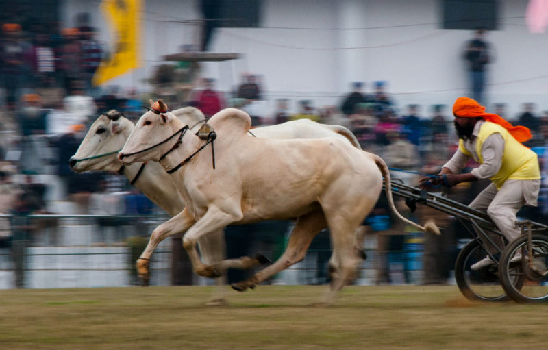 Also known as Kila Raipur Sports Festival, this unusual event features some of the most bizarre competitions and performances you’ve ever seen. Over 4,000 participants gather to show their skills in cart racing, horse dancing, camel racing, and tug-of-war. You will also see some pretty crazy activities like people pulling cars with their hair, lifting bicycles with their teeth, and much, much more!