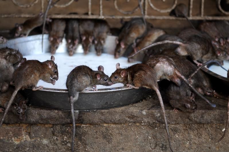 While most people are not really fond of rats, they are considered to be sacred animals in Karni Mata temple, which is home to thousands of these little creatures. Here they are offered shelter and food as it is believed that the souls of temple’s devotees reside inside them. The temple is dedicated to ancient mystic who is believed to be the reincarnation of fearless Goddess Durga. That’s why a few times a year devotees come to Karni Mata to worship the goddess and all its incarnations as well as thousands of sacred rats.