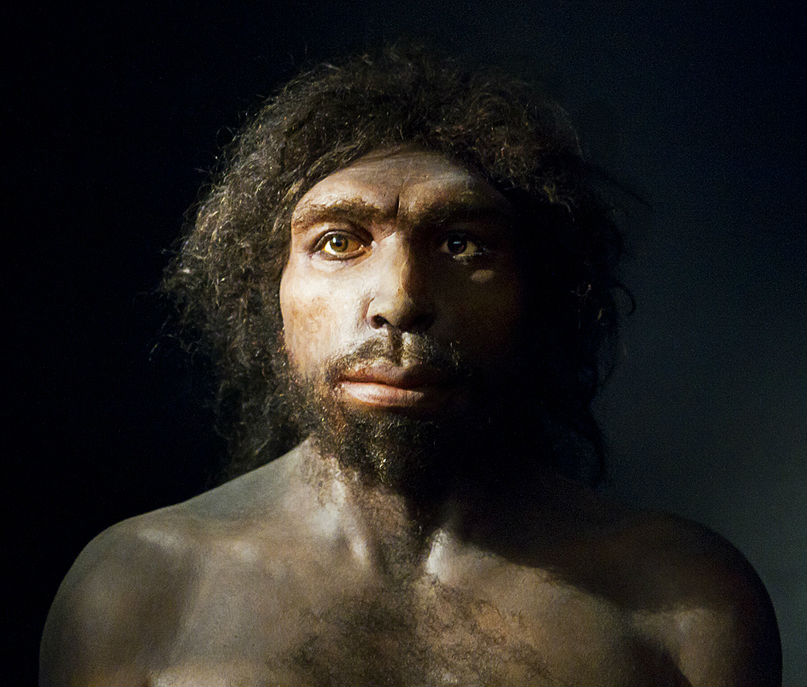 One of our first European ancestors settled across the continent from Spain to Georgia 1.2 million to 700,000 years ago. Their large brains (over 1000 cc) helped them out tremendously during their reign in Europe.