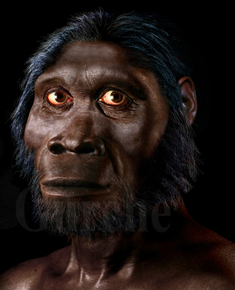 Many researchers believe that Homo habilis, who lived 2.5 to 1.8 million years ago, could have been the first species of the Homo genus to ever appear. Allegedly, they were the first species to use stone tools, but those were mostly used for cutting meat of a dead animal, rather than hunting or self-defense.